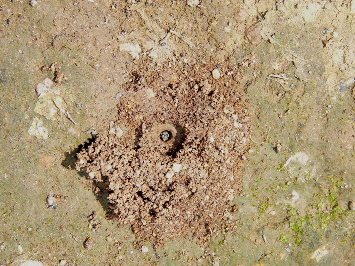 Apina portinaia (Apidae Halictinae?)